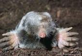 Broad-footed mole. Jerry P. Clark, UC IPM